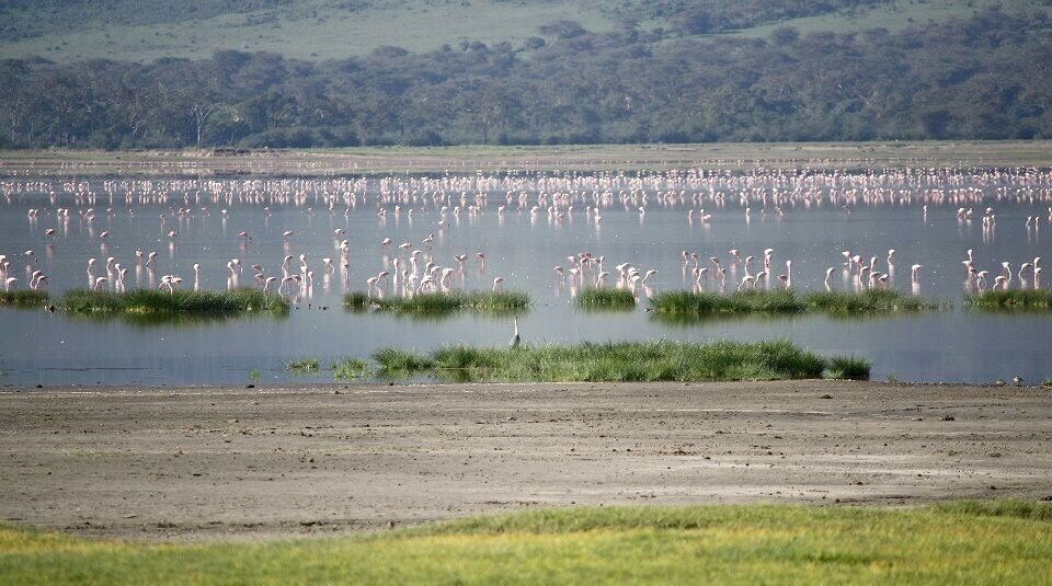 Flamingos galore 