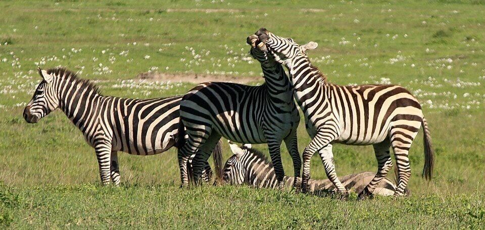 Zebras in a grassy field with white flowers in the background.