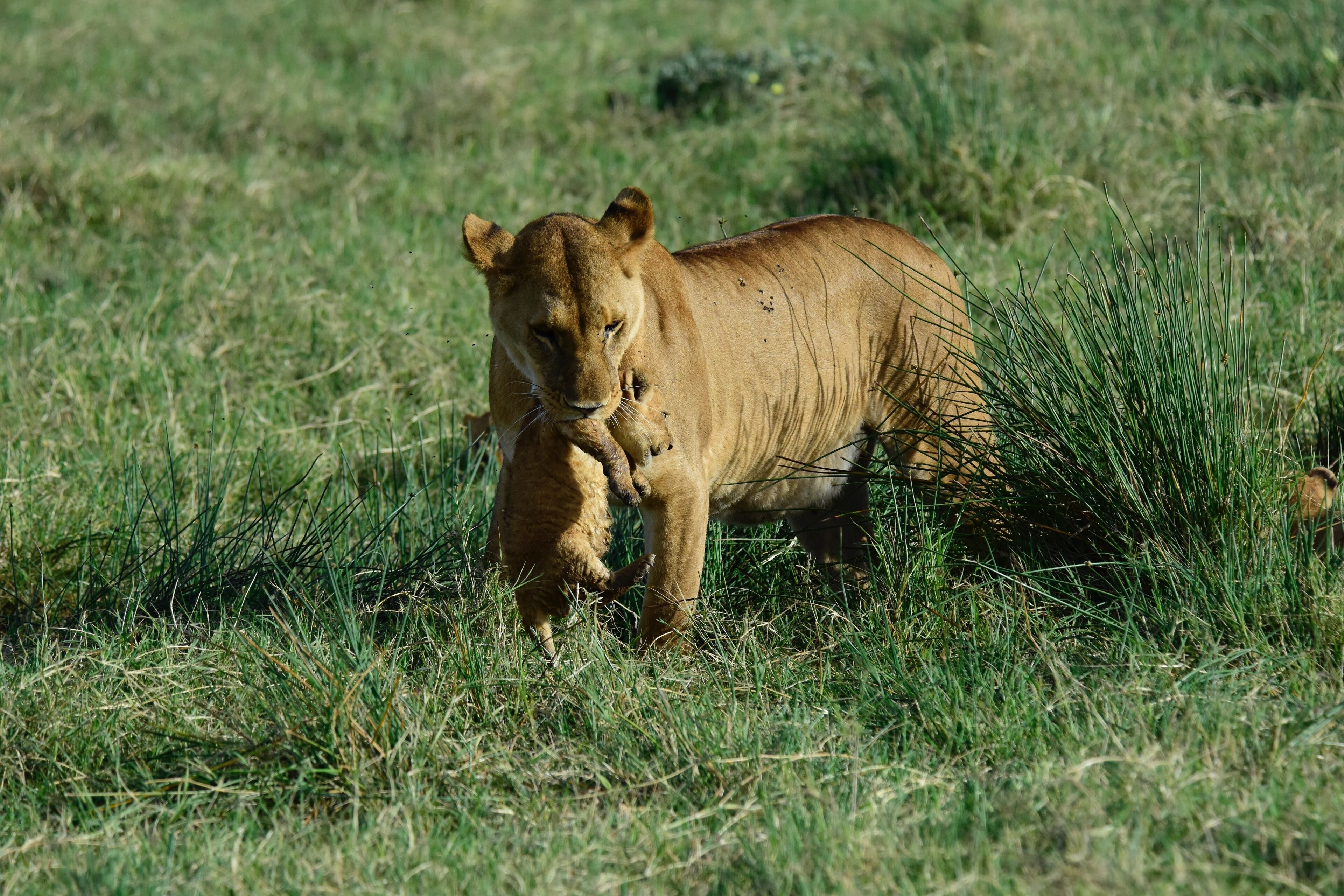 Lions are so interesting to watch especially when they have little cubs like this sight at Ndutu forest and the southern plain of serengeti.