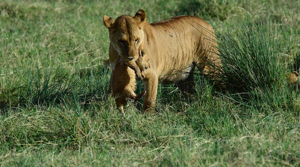 Lions are so interesting to watch especially when they have little cubs like this sight at Ndutu forest and the southern plain of serengeti.