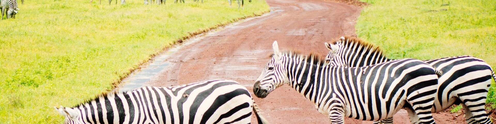 Zebra crossing