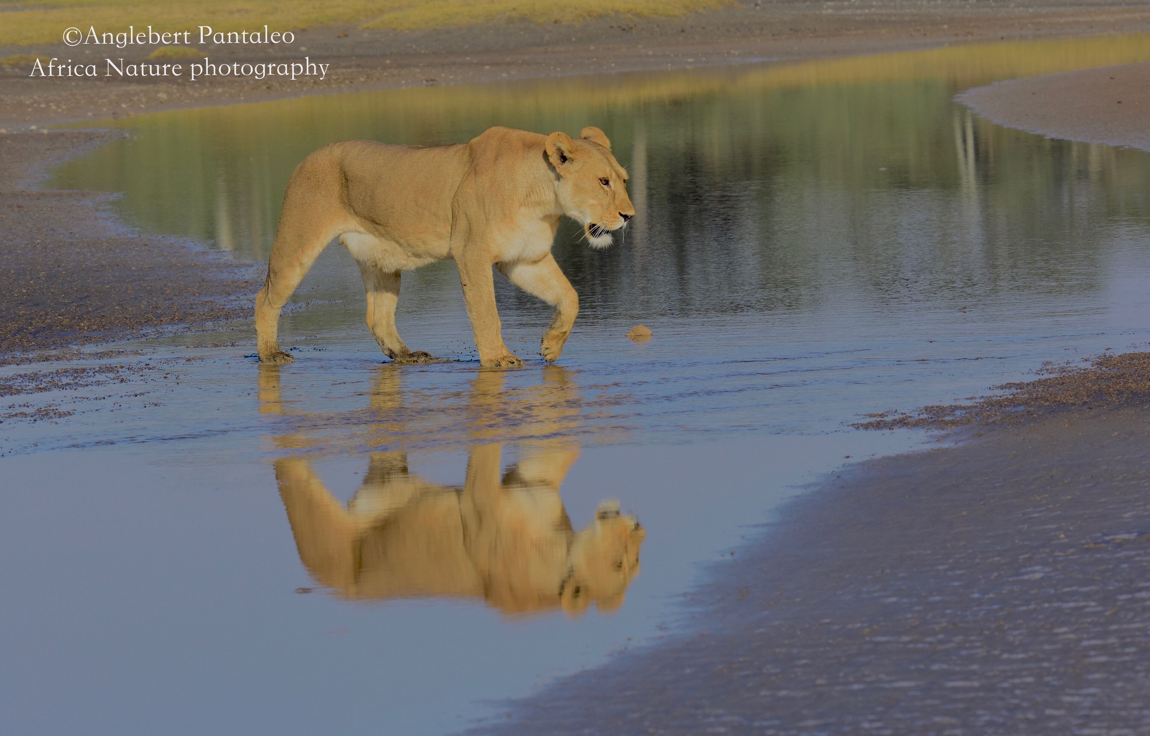 The southern Plain of Serengeti and Ndutu forest offers a lot of photography opportunities all year round.