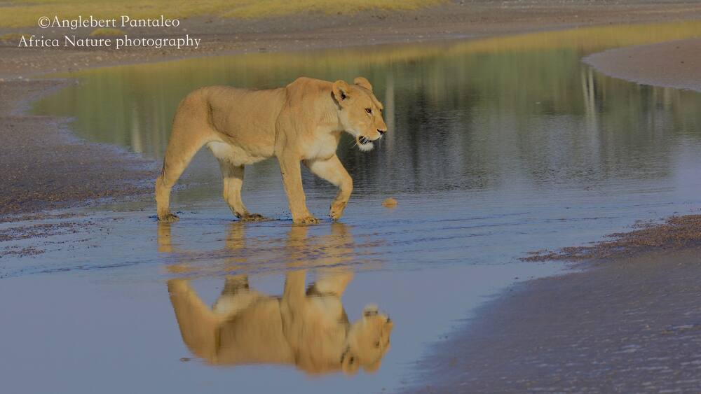 The southern Plain of Serengeti and Ndutu forest offers a lot of photography opportunities all year round.