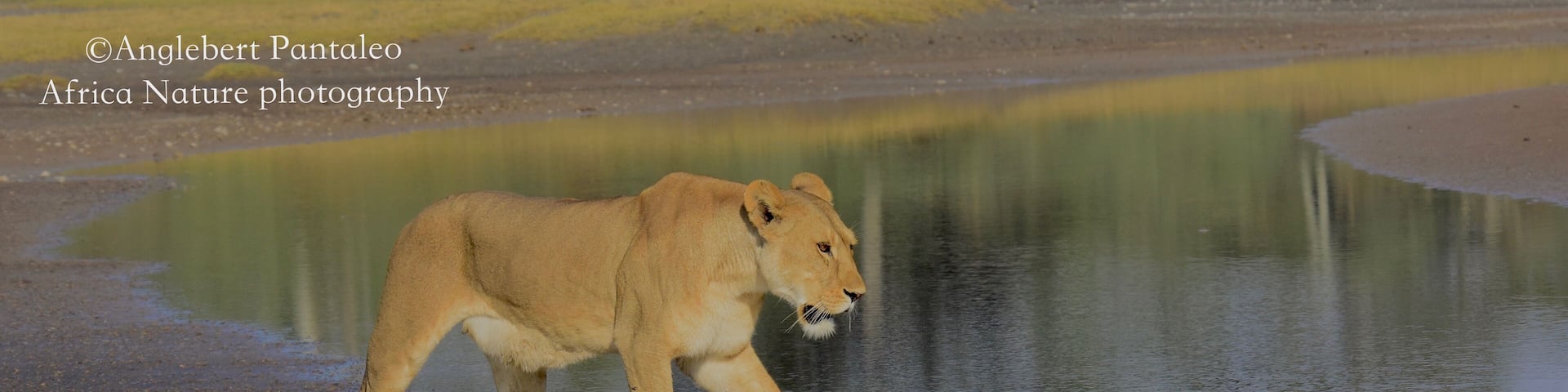 The southern Plain of Serengeti and Ndutu forest offers a lot of photography opportunities all year round.