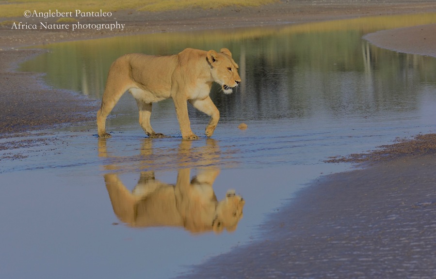 The southern Plain of Serengeti and Ndutu forest offers a lot of photography opportunities all year round.