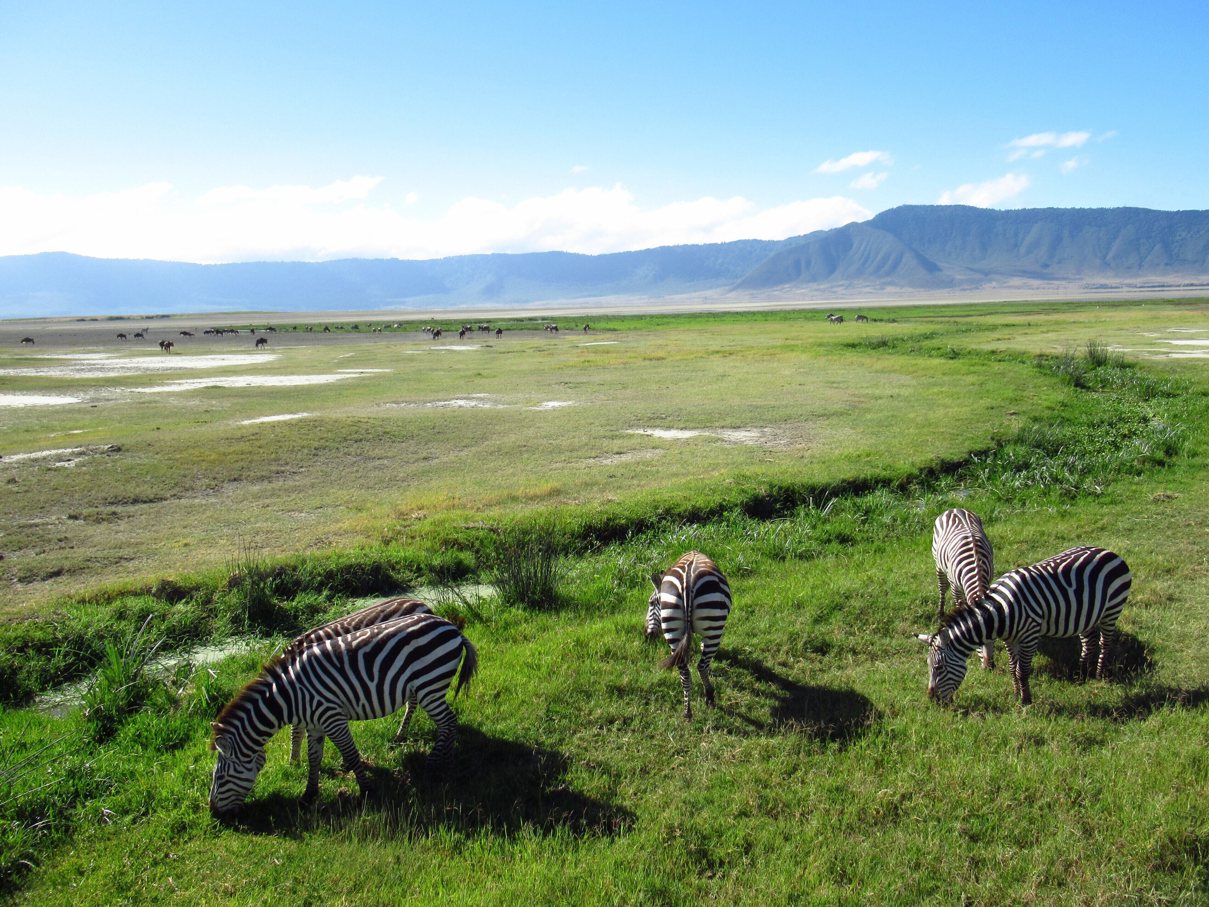 Zebras grazing in a grassy field with mountains in the background.