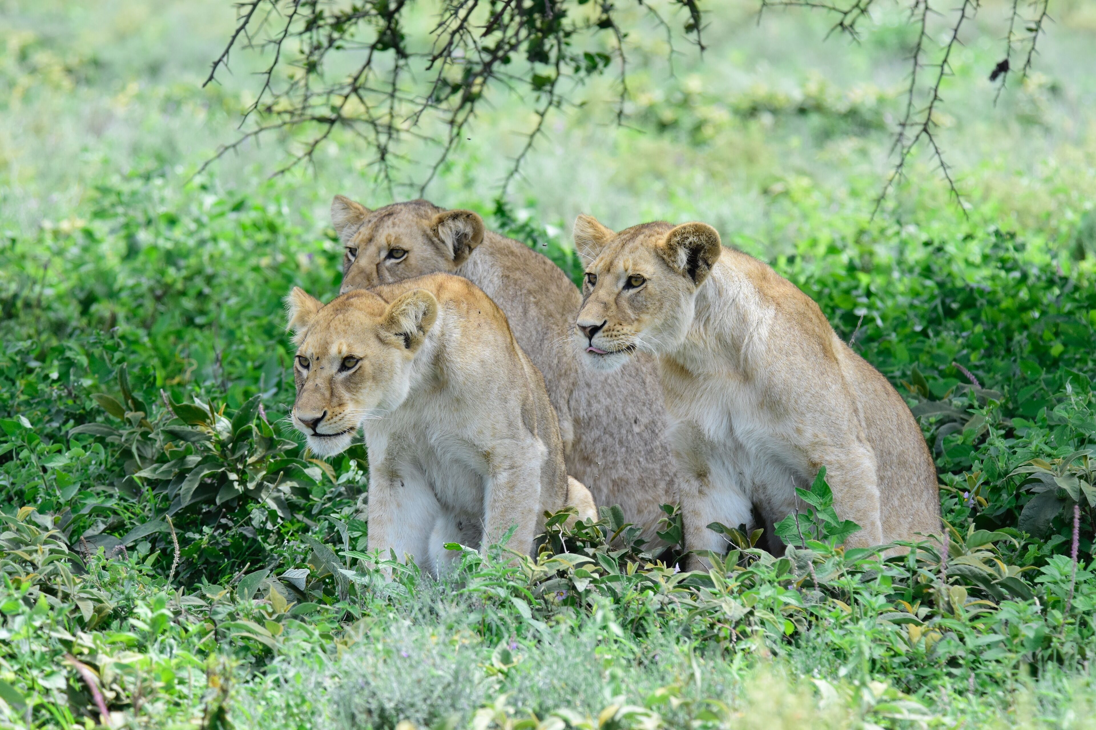 We had a sight of this lions hunting at ndutu forest at the southern plain of Serengeti. Lions are expert stalkers. They can use the barest of cover to get as close as possible to the prey before the final dash and pounce. 