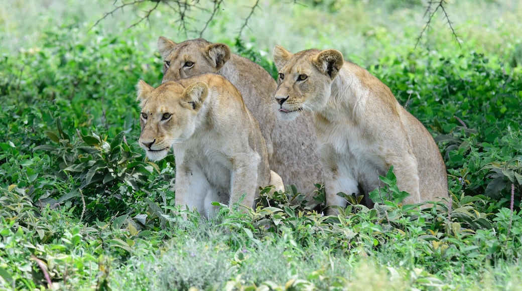 We had a sight of this lions hunting at ndutu forest at the southern plain of Serengeti. Lions are expert stalkers. They can use the barest of cover to get as close as possible to the prey before the final dash and pounce.