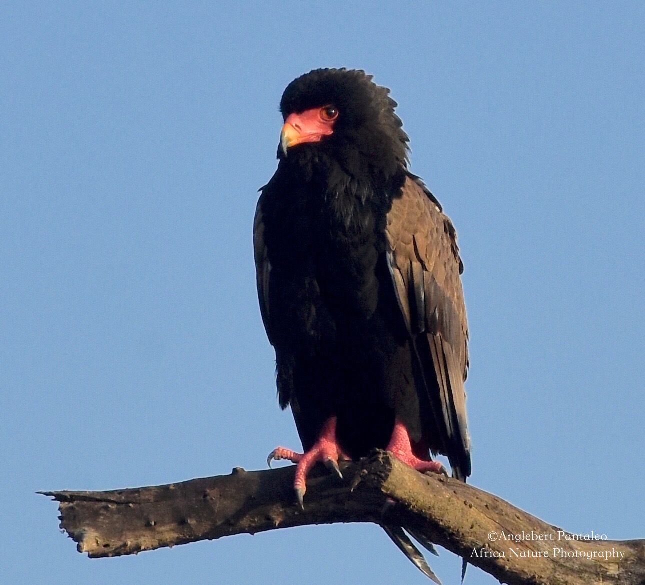 Tanzania Birding Tour