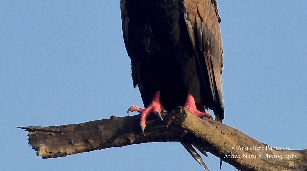 Tanzania Birding Tour