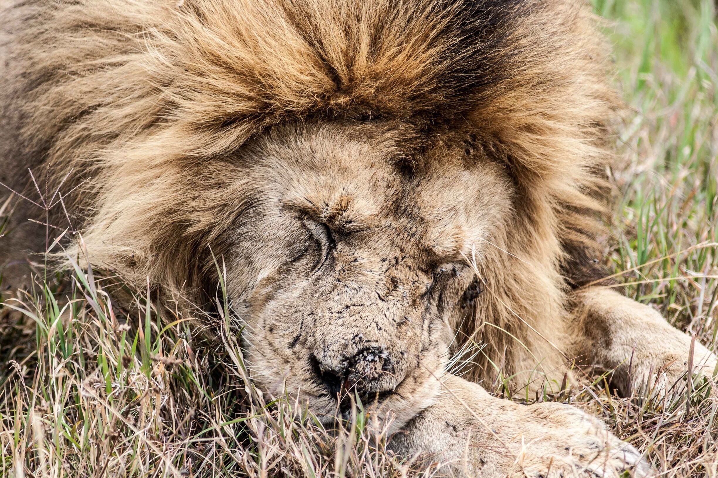 Another of those “oops - too close!” moments on my Dragoman trip around Southern #Africa in 2011 (see my post from a couple of days ago for an accidental close-up of a giraffe). This #lion was having a #lazy morning in the #Ngorongoro Crater, #Tanzania 🇹🇿, just a few metres from our #safari truck. My #300mm lens got me right in his #face!
#LifeAtExpedia