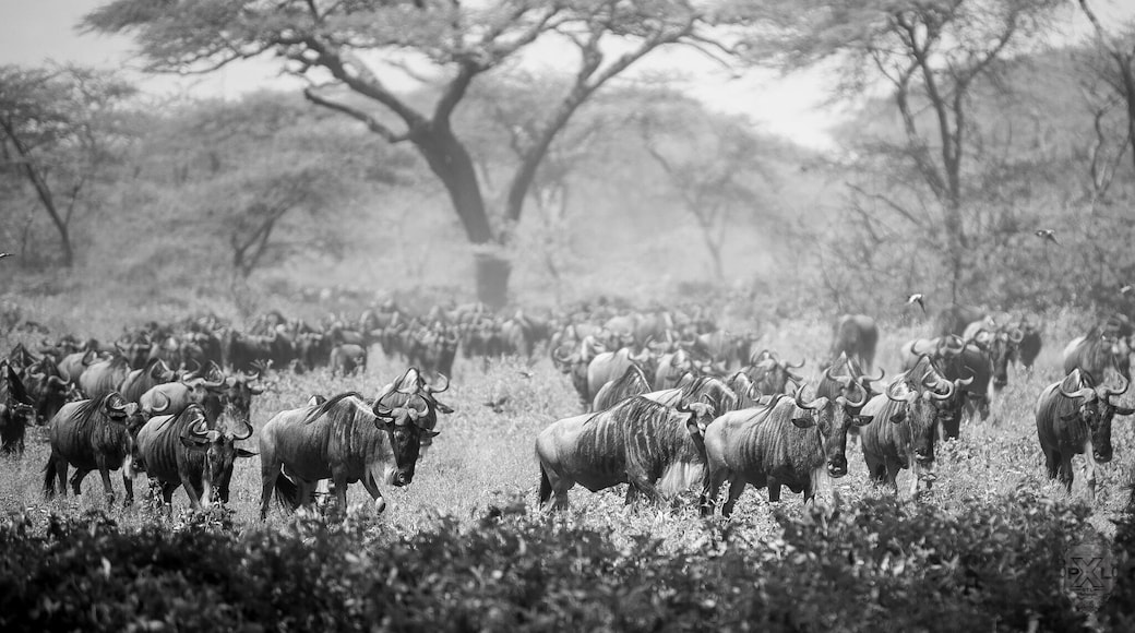 The Great Migration - movement of thousands of animals searching for food and water.