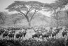 The Great Migration - movement of thousands of animals searching for food and water.
