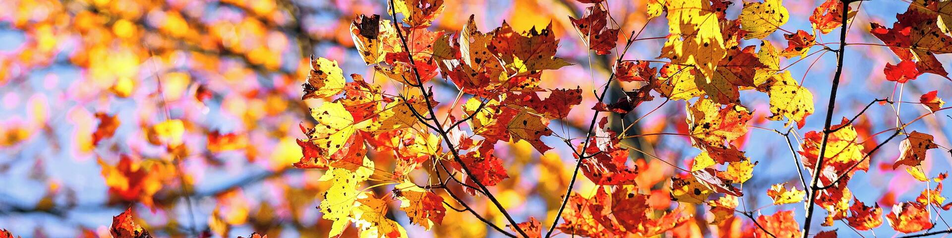 Beautiful fall colors at Tiadaghton State Forest on October 19th, 2017
www.tonybendelephotography.com
#Outdoors #Nature #Landscape #Trees #Color #Colors #Colorful #Fall #FallColors #Autumn #Beautiful #Travel #Adventure