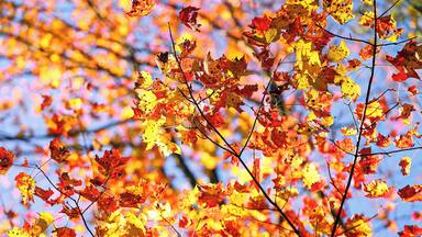 Beautiful fall colors at Tiadaghton State Forest on October 19th, 2017
www.tonybendelephotography.com
#Outdoors #Nature #Landscape #Trees #Color #Colors #Colorful #Fall #FallColors #Autumn #Beautiful #Travel #Adventure