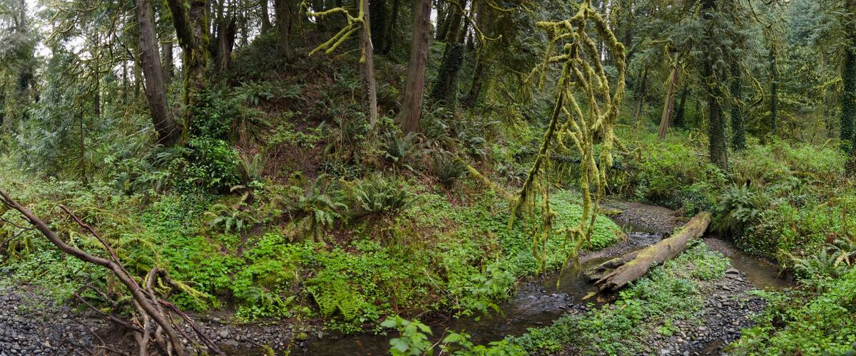A tangle of trees and understory vegetation thrive in Tryon State Park, Lake Oswego, Oregon. This part of the country is home to temperate rainforests which serve as habitats for many species.