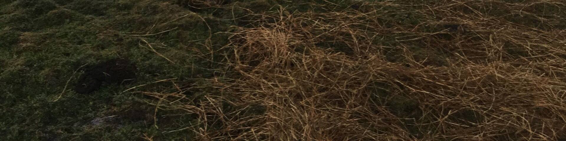 Westgate River Ranch, FL