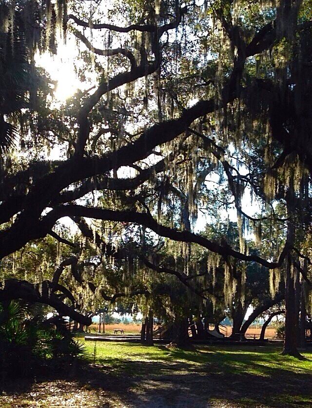 Pictures can't describe how beautiful it is at this state park! #floridacamping #treetrove #parks
