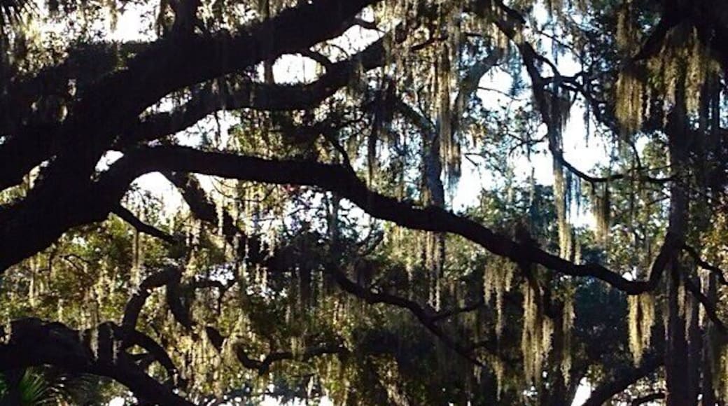 Pictures can't describe how beautiful it is at this state park! #floridacamping #treetrove #parks