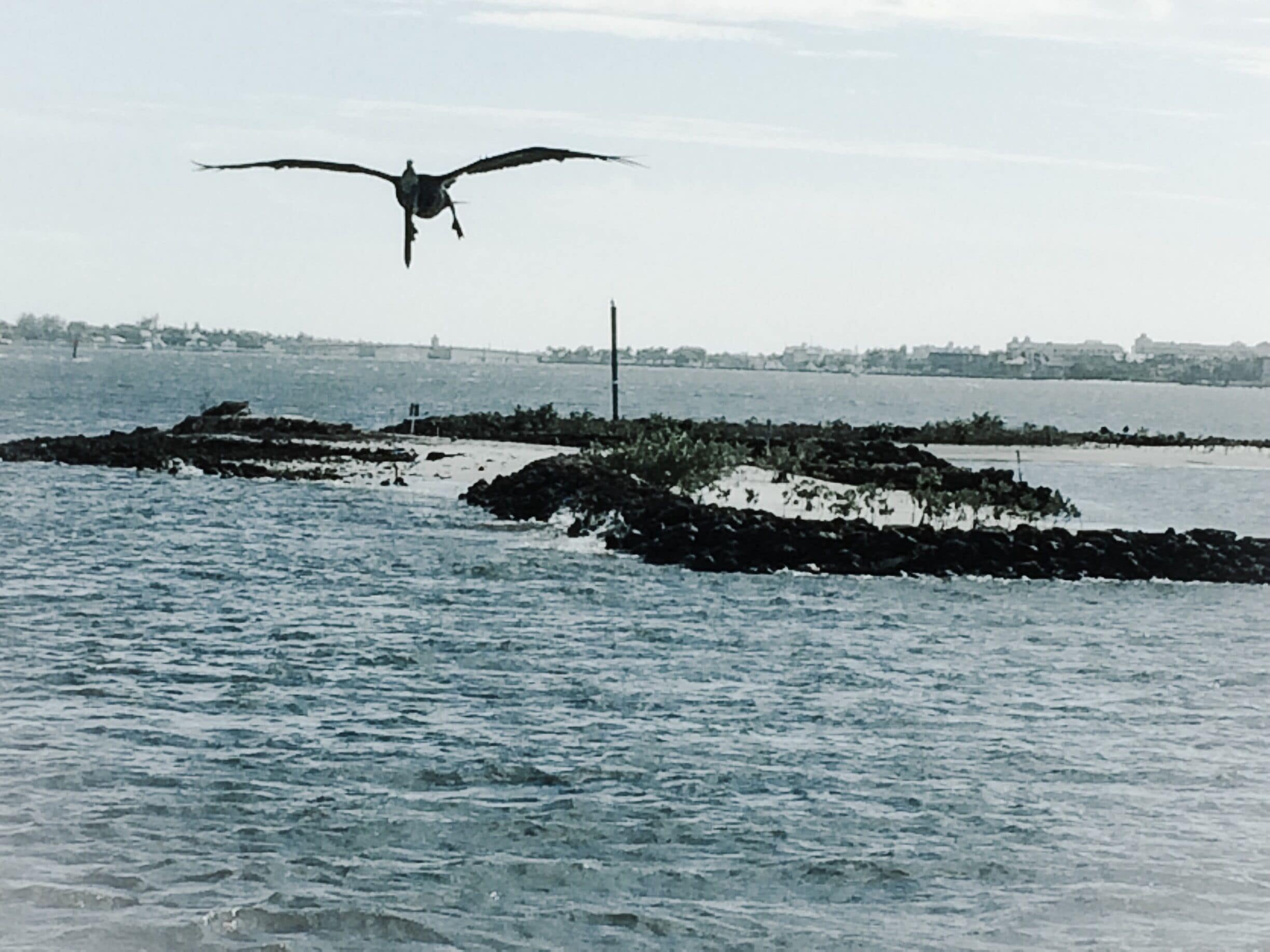 Pelican takes flight...#Hiking at Snook Islands