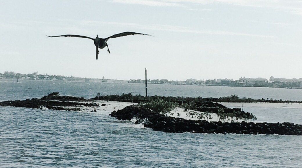 Pelican takes flight...#Hiking at Snook Islands