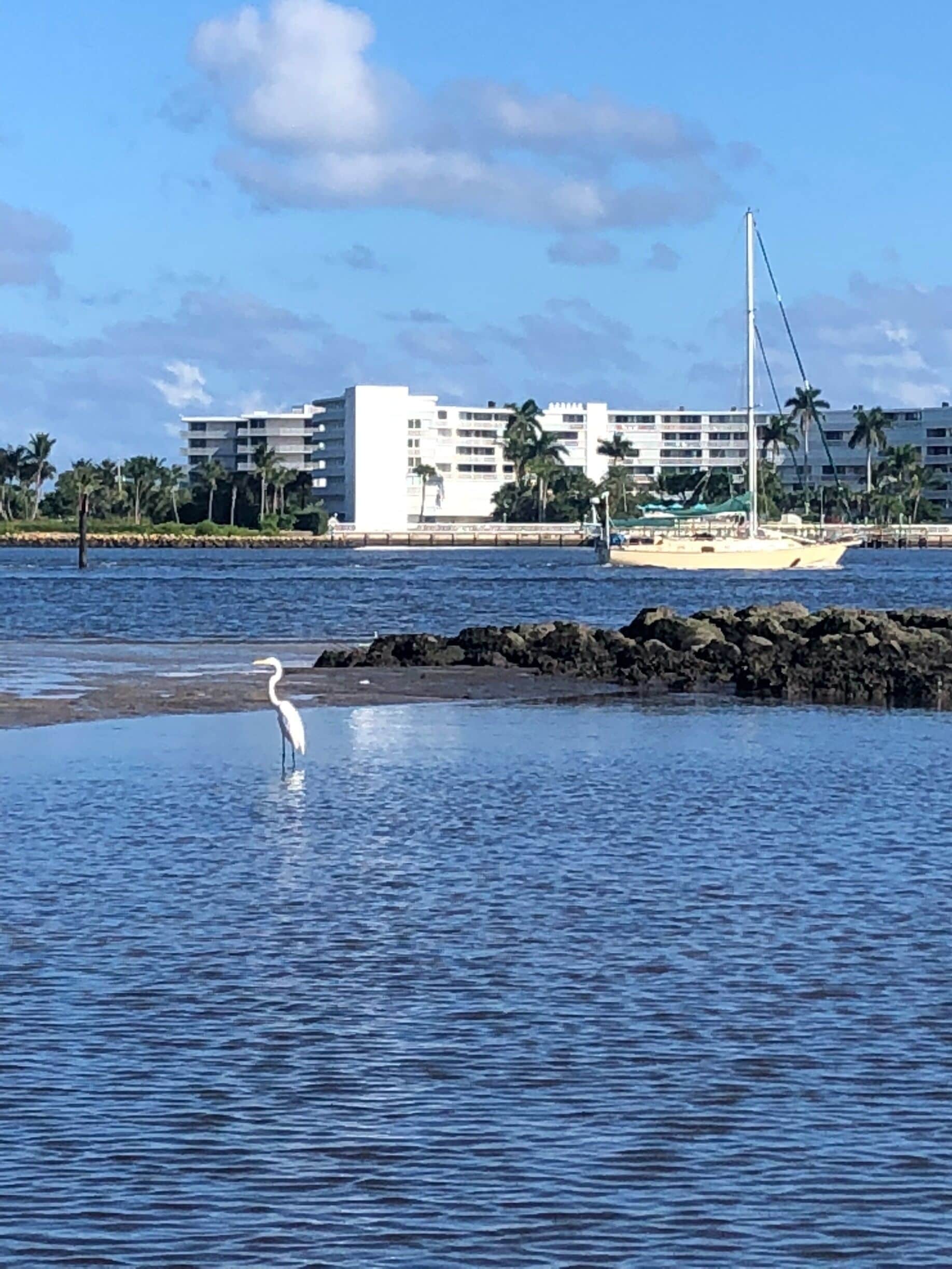 A white heron standing in shallow water near a rocky shore, with a sailboat and a building in the background.