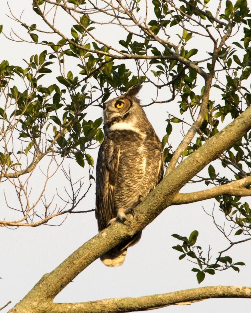 John Prince Park Campground is a great county park outside Lake Worth, FL. This owl and his/her mate are regular visitors I'm told. This picture was taken December 2015 during my stay. 