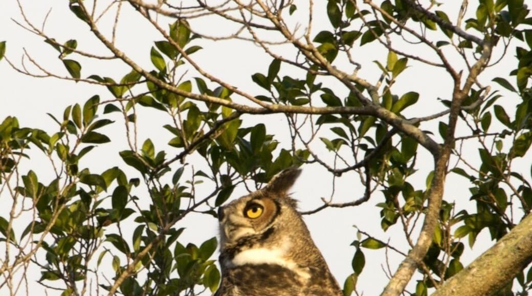 John Prince Park Campground is a great county park outside Lake Worth, FL. This owl and his/her mate are regular visitors I'm told. This picture was taken December 2015 during my stay.