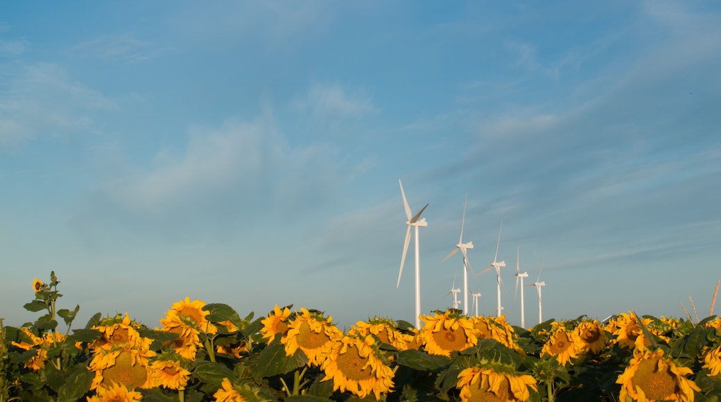 Wind turbines and sunflowers