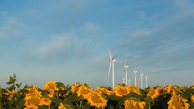 Wind turbines and sunflowers