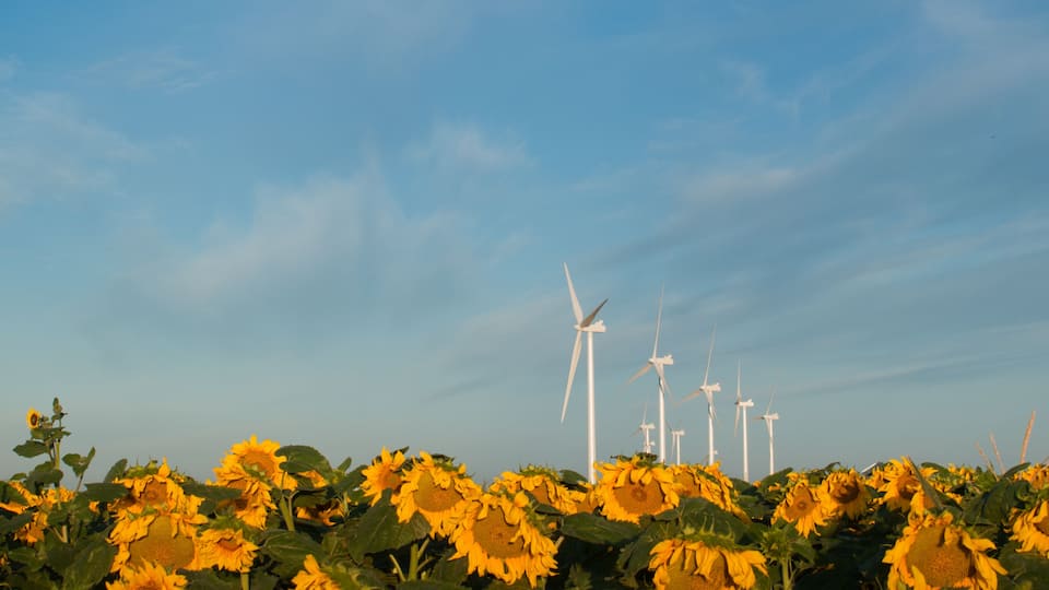 A field of sunflowers with wind turbines in the background.