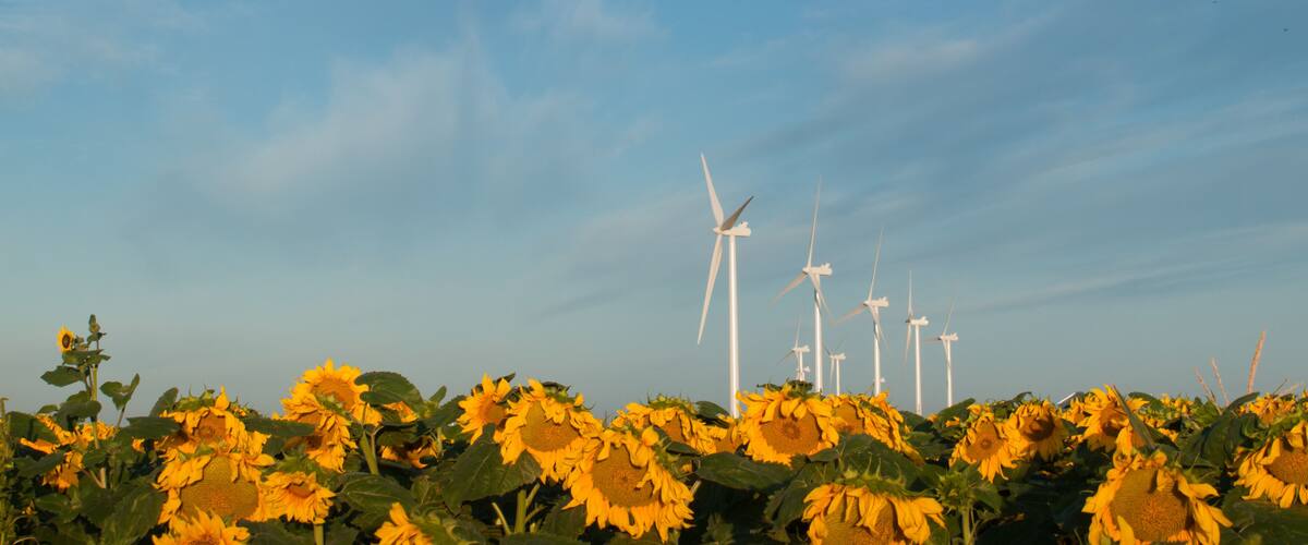 A field of sunflowers with wind turbines in the background.