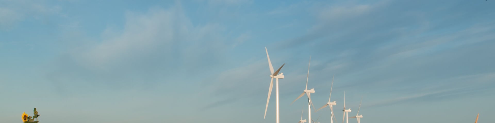 Wind turbines and sunflowers
