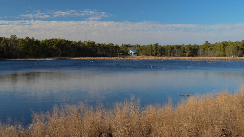 A calm lake with a house on the shore, surrounded by trees and tall grasses.