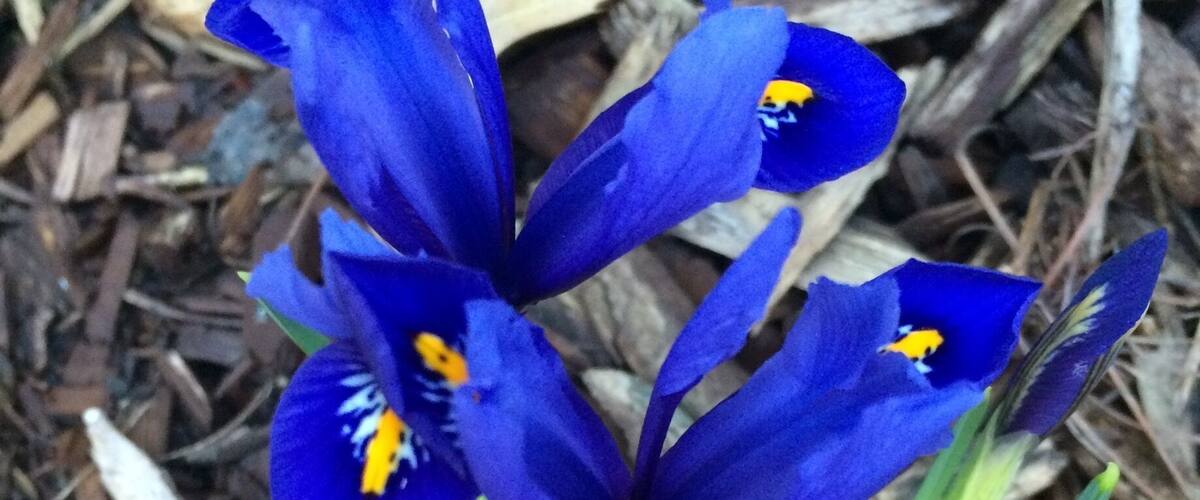 Beauty from ashes.