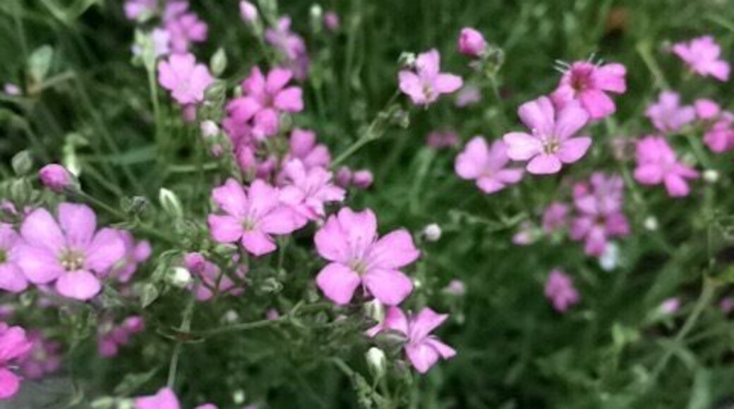 Despite all the torrential rain, it's spring.