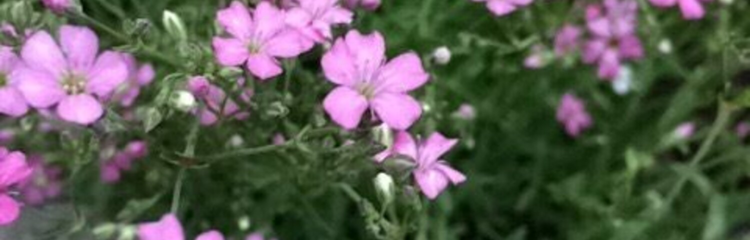 Despite all the torrential rain, it's spring.