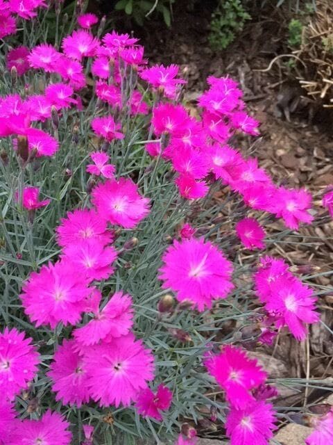 And the phlox are phloxy even in the rain 