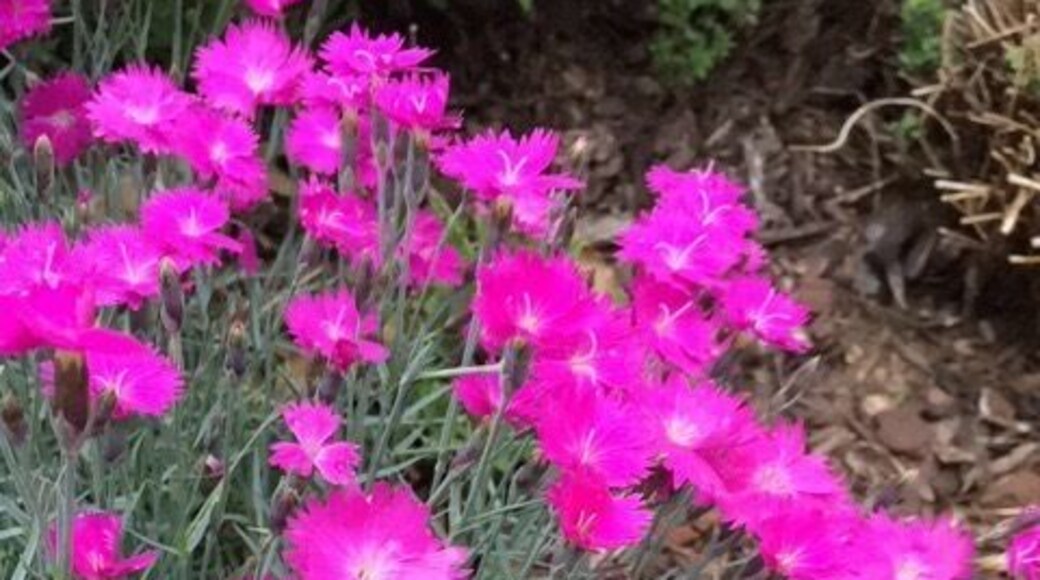 And the phlox are phloxy even in the rain