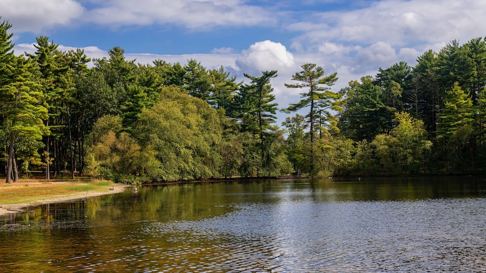 A calm lake surrounded by dense forest and a clear blue sky.