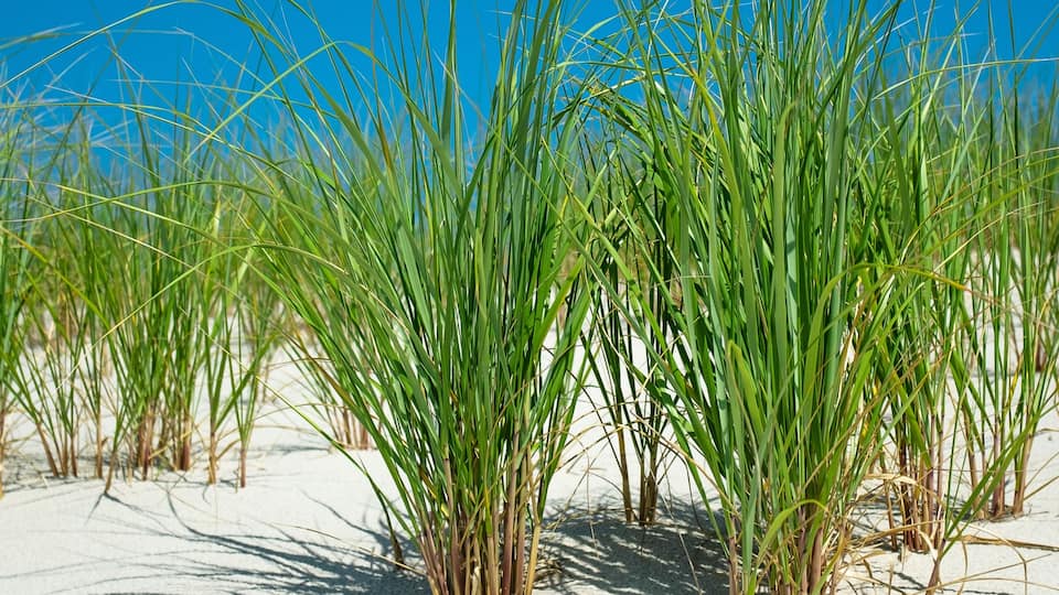 Tall green grass in a sandy area under a clear blue sky.