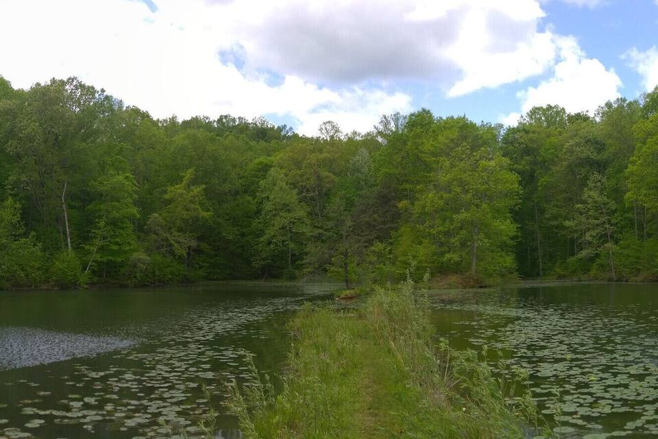 A calm lake surrounded by dense forest with lily pads on the water.
