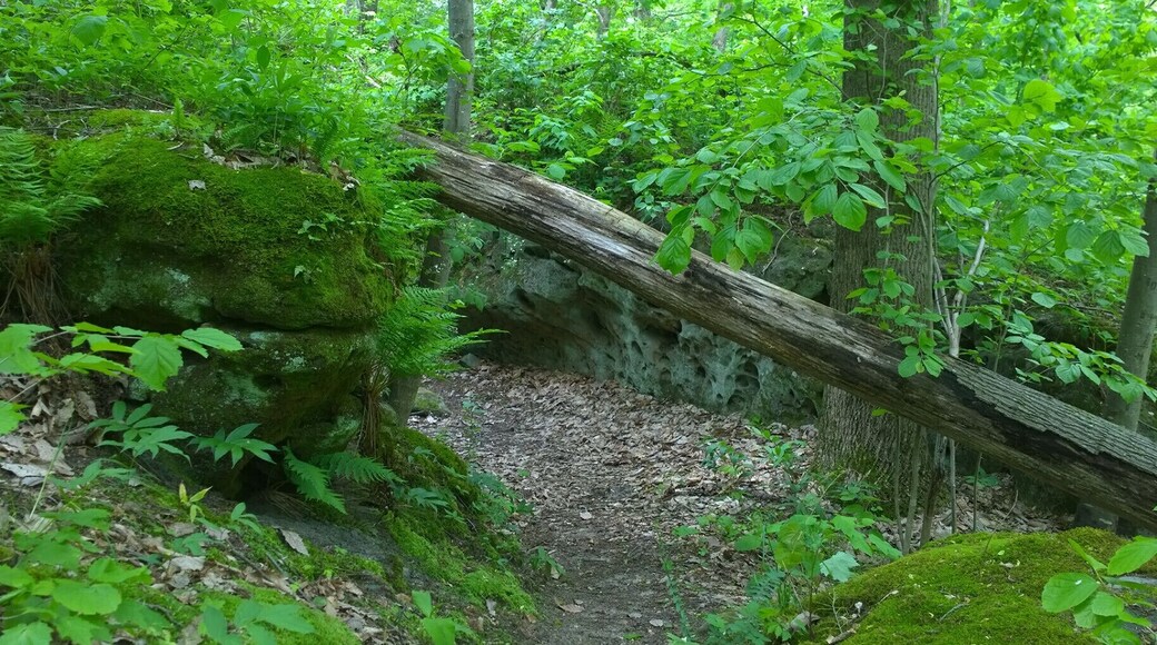Charles Alley Nature Park is a 300 acre city park in Lancaster. The park features two lakes, a covered bridge, a nature center, and six miles of hiking trails.