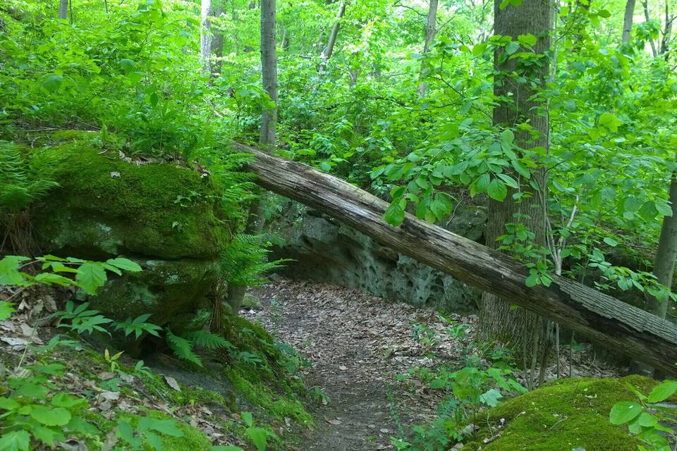 Un sentier forestier bordé d’un arbre abattu, de rochers couverts de mousse et d’un feuillage vert et dense.