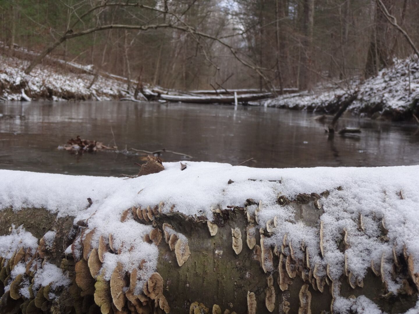 A fallen tree covered in snow and bracket fungi lays across the frozen Arney Run along the edge of Christmas Rocks State Nature Preserve.

Despite sounding like an album of holiday jams, Christmas Rocks State Nature Preserve is a tucked away 554 acre sanctuary. Until recently, the preserve was permit only, but now is open to the public. It can be tricky to locate the trail. There is a covered bridge nearby with a small parking lot. From there, head north to an old logging road. Follow that along Arney Run to your right and the trails will be dead ahead. There are two loop trails for about a total of 5 miles of hiking. I recommend the Christmas Rocks trail first and then the Jacob's Ladder trail so that your hike wraps with a beautiful view overlooking the area.

#snow