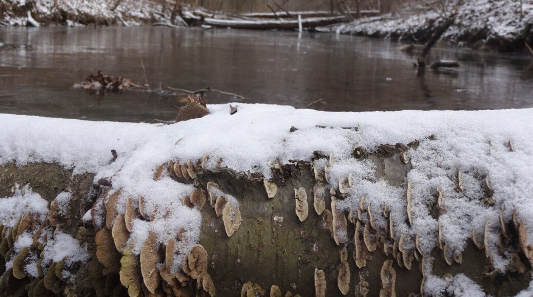 A fallen tree covered in snow and bracket fungi lays across the frozen Arney Run along the edge of Christmas Rocks State Nature Preserve.
Despite sounding like an album of holiday jams, Christmas Rocks State Nature Preserve is a tucked away 554 acre sanctuary. Until recently, the preserve was permit only, but now is open to the public. It can be tricky to locate the trail. There is a covered bridge nearby with a small parking lot. From there, head north to an old logging road. Follow that along Arney Run to your right and the trails will be dead ahead. There are two loop trails for about a total of 5 miles of hiking. I recommend the Christmas Rocks trail first and then the Jacob's Ladder trail so that your hike wraps with a beautiful view overlooking the area.
#snow