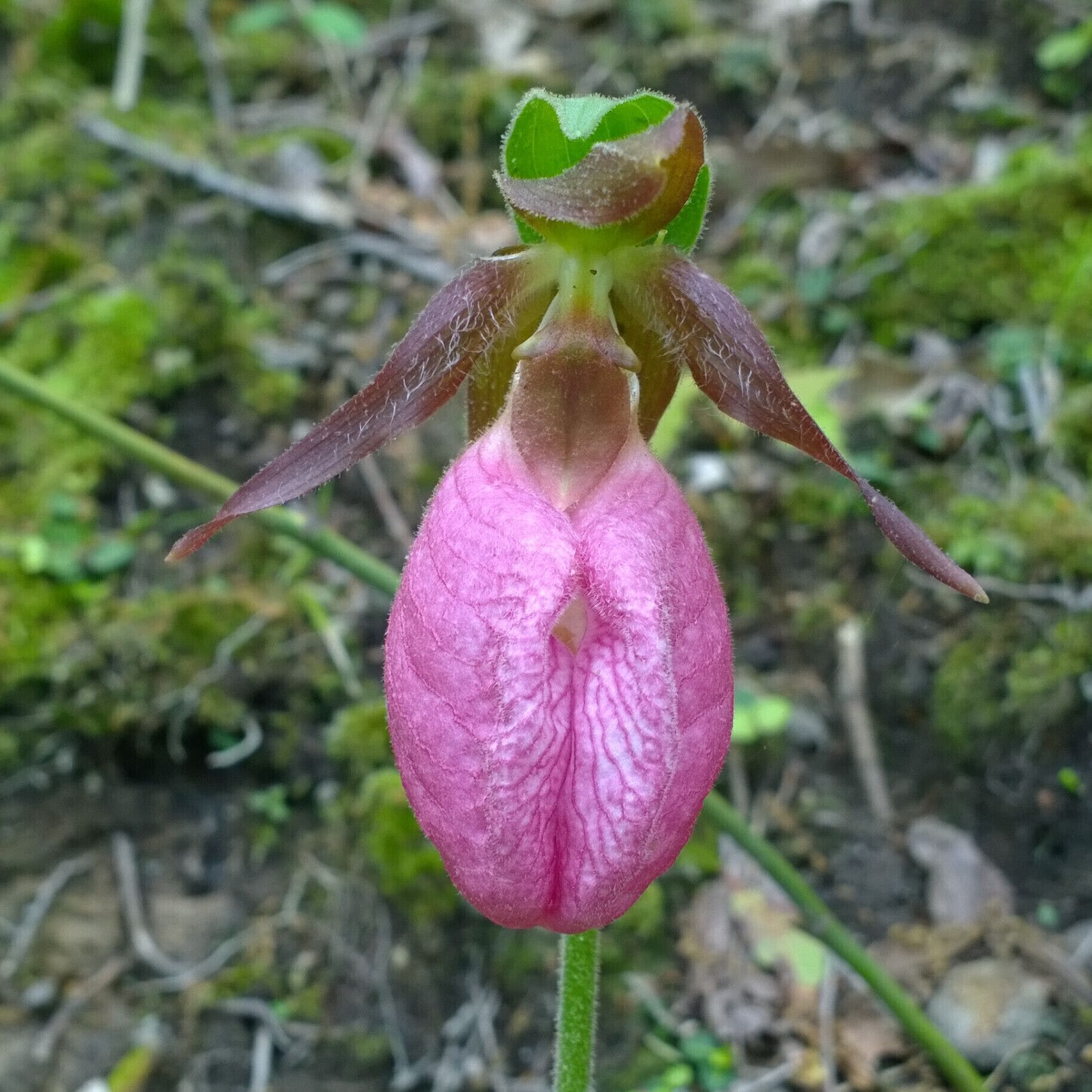 I was pretty pumped to come across this gem! This is pink lady's slipper (Cypripedium acaule), one of 40 species of wild orchids found in Ohio. (Only 39 or so more left for me to encounter!)

The flower of pink lady's slipper is pollinated by bees, which enter the pouch and can only exit by brushing against structures that remove pollen from a previous flower. Then the bee picks up new pollen on its way out.