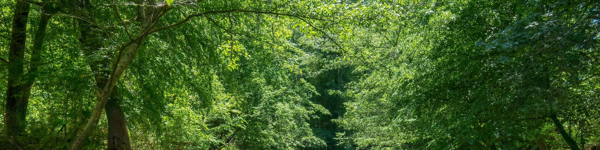 Kayaking on the Catawba River, Landsford Canal State Park, South Carolina
