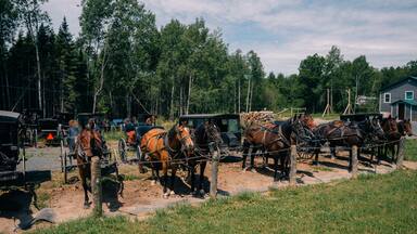 Canada - september 12th 2023 Mennonites DATE. Mennonite horses and buggies