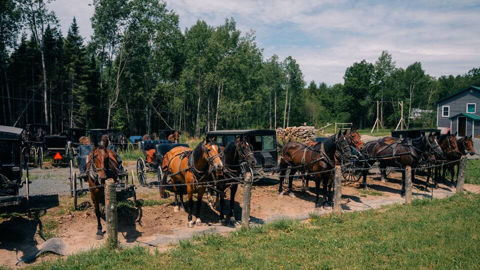 Canada - september 12th 2023 Mennonites DATE. Mennonite horses and buggies